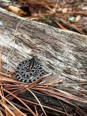 Sistrurus miliarius barbouri