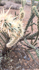 Cylindropuntia acanthocarpa