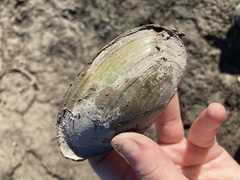 Utterbackia imbecillis