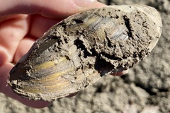 Utterbackia imbecillis