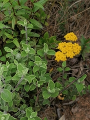 Helichrysum odoratissimum