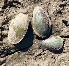 Utterbackia imbecillis