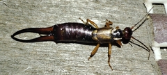 Forficula auricularia