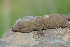 Tarentola delalandii