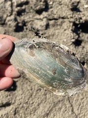 Utterbackia imbecillis