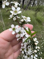 Leptospermum continentale
