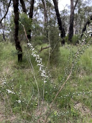 Leptospermum continentale
