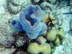 Callyspongia plicifera