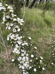 Leptospermum continentale