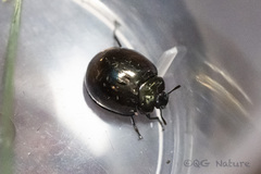 Artactes cyaneolimbatus