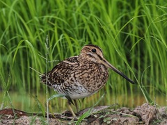Gallinago stenura