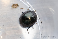 Artactes cyaneolimbatus