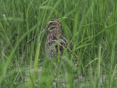 Gallinago stenura