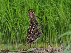 Gallinago stenura