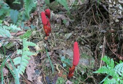 Balanophora laxiflora