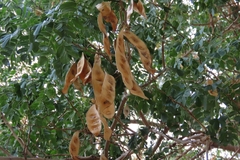 Albizia lebbeck