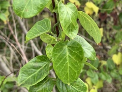 Cynanchum obtusifolium