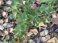 Hypericum perforatum