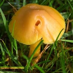 Hygrocybe ceracea
