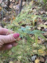Equisetum sylvaticum