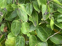 Cynanchum obtusifolium