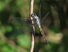 Libellula vibrans