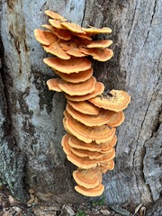 Laetiporus gilbertsonii