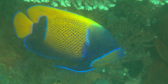 Pomacanthus navarchus