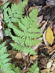 Dryopteris carthusiana