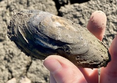 Utterbackia imbecillis