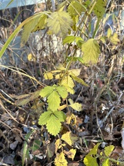 Agrimonia striata
