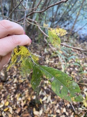 Salix