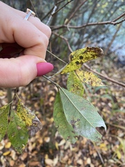 Salix