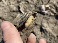 Utterbackia imbecillis