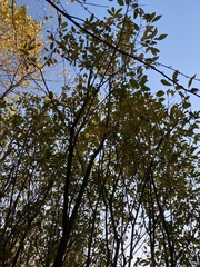 Salix