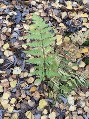 Dryopteris carthusiana