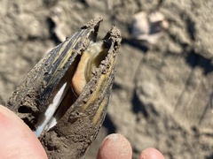 Utterbackia imbecillis