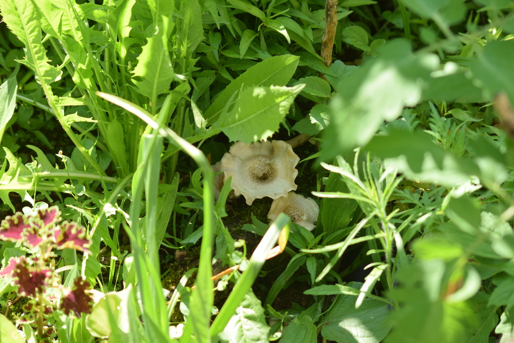 Lentinus crinitus · October 2022 · photo: © caja-manga (iNaturalist, cc-by)