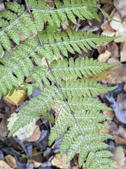 Dryopteris carthusiana