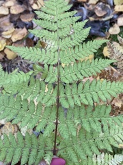 Dryopteris carthusiana