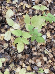 Rubus idaeus
