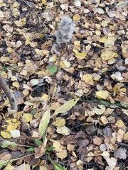 Solidago virgaurea
