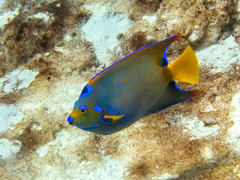 Holacanthus ciliaris