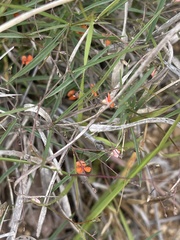 Microcharis galpinii