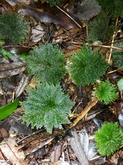 Dendrohypopterygium filiculiforme