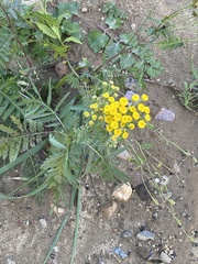 Tanacetum vulgare
