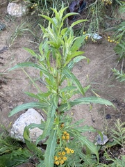 Cirsium arvense