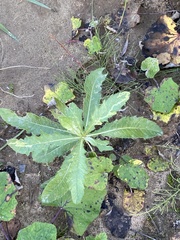 Cirsium arvense