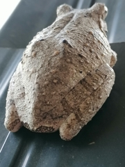 Chiromantis xerampelina