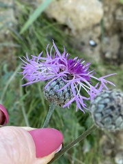 Centaurea scabiosa